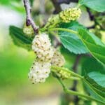 fruitless_mulberry_tree__
