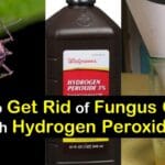 fungus_gnats_hydrogen_peroxide