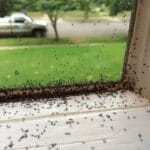gnat_infestation
