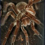 goliath_birdeater_for_sale