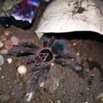 goliath_birdeater_for_sale