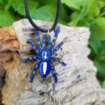 gooty_sapphire_tarantula