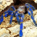 gooty_tarantula