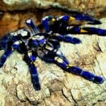 gooty_tarantula_spider__
