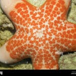 granulated_starfish