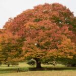 green_vase_zelkova