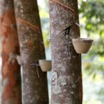 gum_like_latex_of_certain_tropical_trees
