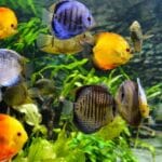 hemispheroid_body_of_fish_species