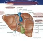 hepatorenal_recess