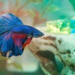 how_long_can_a_betta_fish_survive_without_food