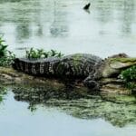 how_long_can_alligators_hold_their_breath