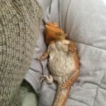 how_long_do_bearded_dragons_live_in_captivity