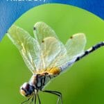 how_to_attract_dragonflies