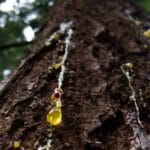 how_to_remove_tree_sap_from_car_without_damaging_paint