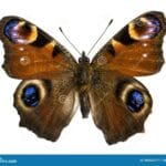 inachis_io_butterfly