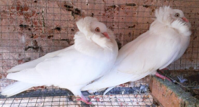 The Majestic Jacobin Pigeon: History, Care, and Breeding Guide