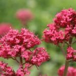 jupiter_s_beard_red_valerian