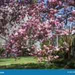 kenwood_cherry_blossom_community