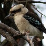 kookaburra_sits_in_the_old_gum_tree_song_lyrics