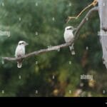 kookaburra_sits_lyrics