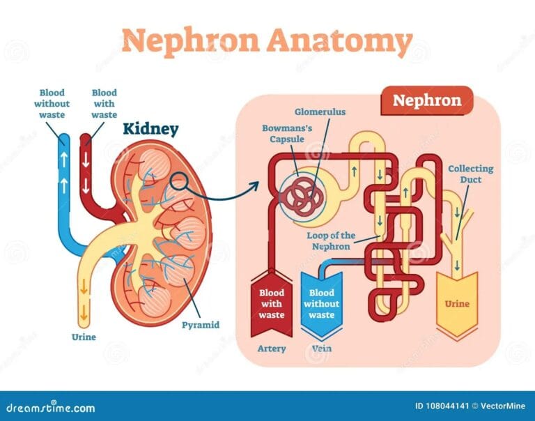 Interactive Nephron Labeling: Explore Kidney Function with Diagrams and ...