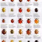 ladybird_fact_file