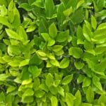 ligustrum_waxleaf