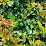 lilly_pilly_syzygium