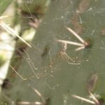 marbled_cellar_spider