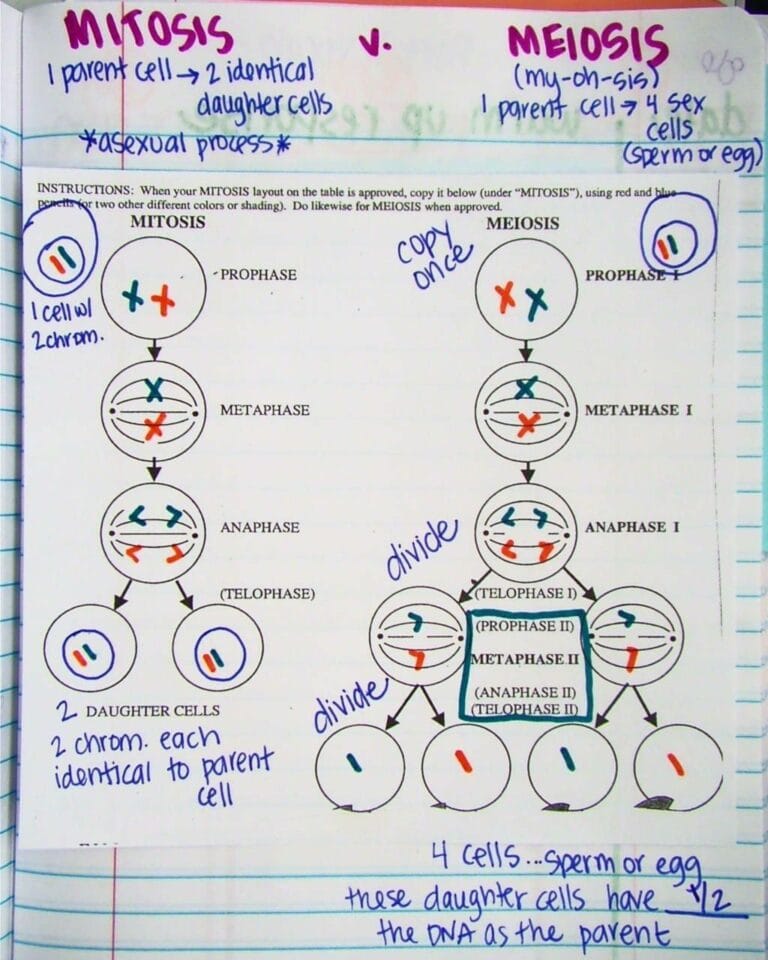 Meiosis Worksheet Answer Key Free Printables with Diagrams & Explanations