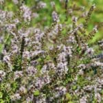 Erdbeer-Minze – Mentha species