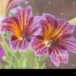 mimulus_monkey_flower