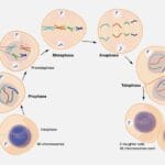 Mitosis