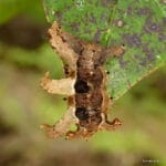 monkey_slug_caterpillar