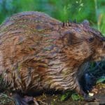nutria_vs_muskrat
