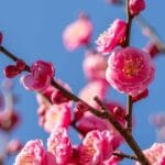 ode_to_the_plum_blossom