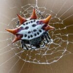 orb_weaver_spider_poisonous