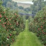 orchards_with_fruits
