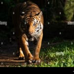 panthera_tigris_malayensis