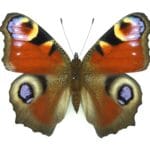 peacock_butterfly_inachis_io