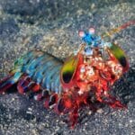 pistol_shrimp_vs_mantis_shrimp