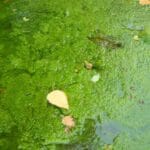 pond_scum_nyt
