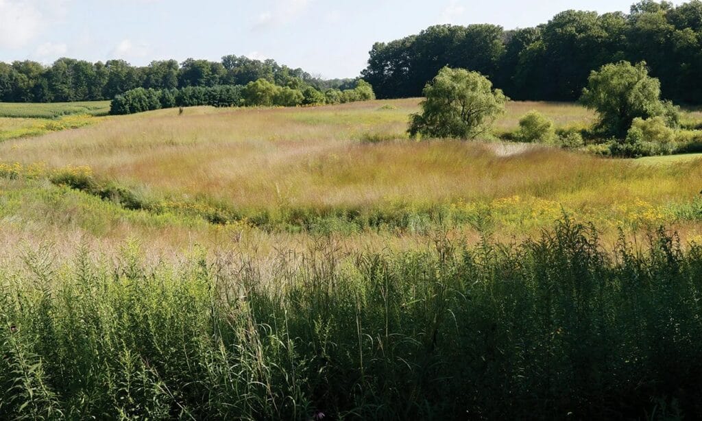 Large Prairie Your Ultimate Guide to the Prairie Peddler Festival: Tips, Tricks ...