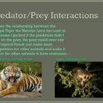 predator_prey_in_tropical_rainforest