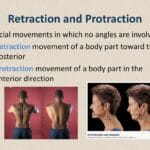 protraction_and_retraction