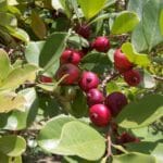 psidium_cattleianum