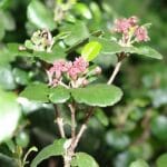 ribes_viburnifolium
