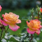 rose_bush_thornless