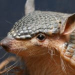 screaming_hairy_armadillo