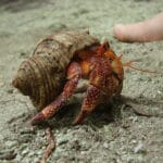 seashells_for_hermit_crabs